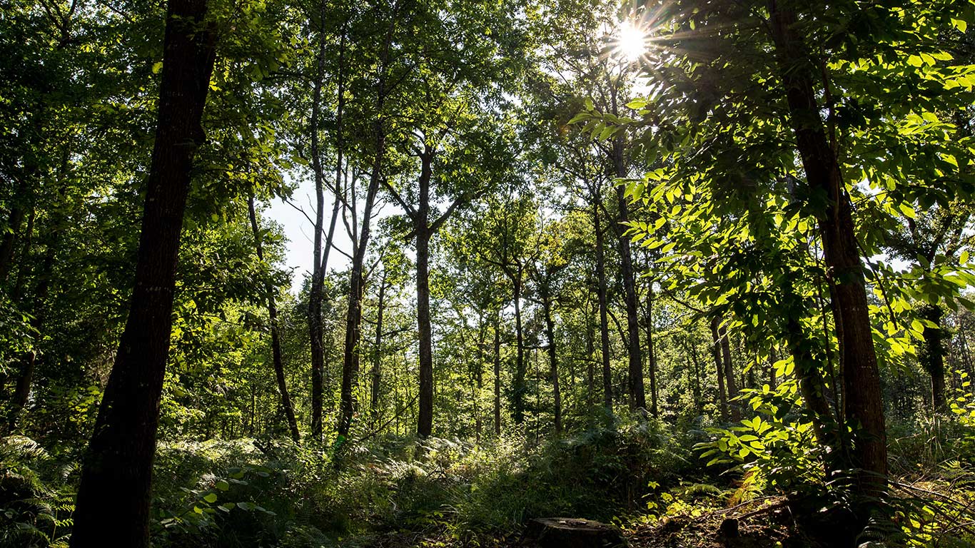 Ecologie : l'arbre ne doit pas cacher la forêt